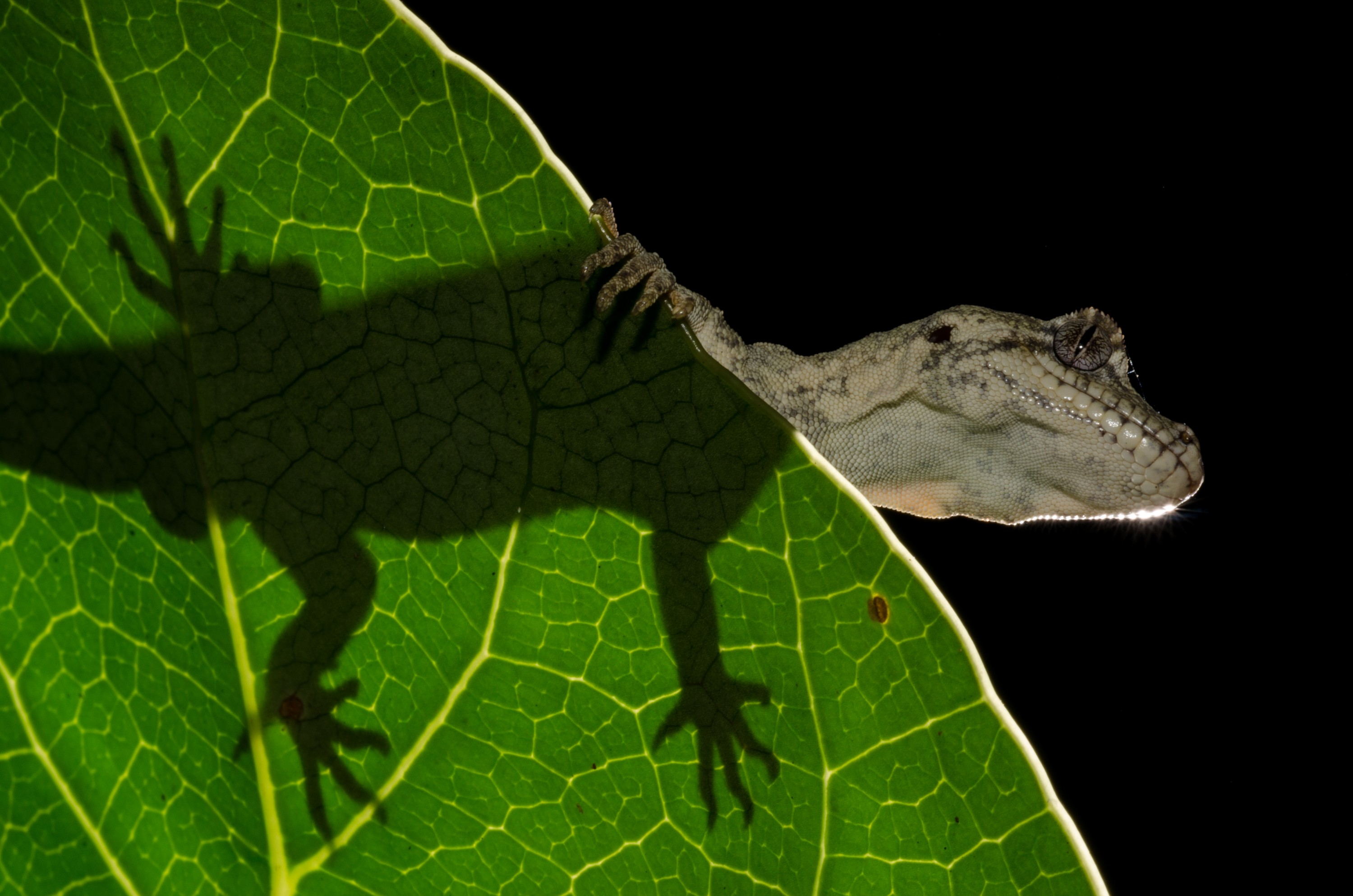 DSC_5214 – Forest, gecko, Hoplodactylus, granulatus, lizard, Crispin, reptiles, amphibians, rare, cold, blood, new, new zealand, zealand, nz